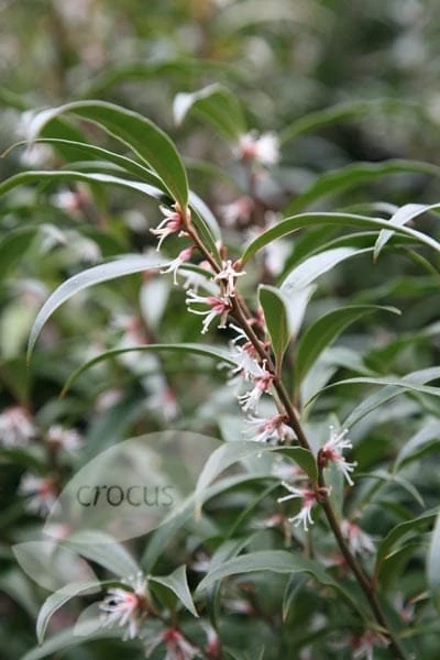 Sarcococca Hookeriana Var. Digyna - Image 3