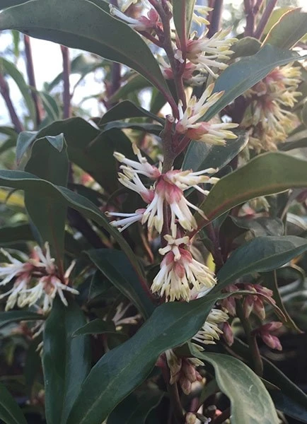 Sarcococca Hookeriana Var. Digyna - Image 4