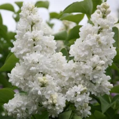Syringa Vulgaris 'Madame Lemoine'