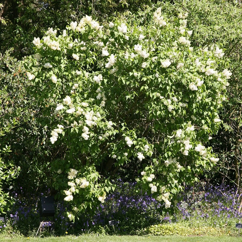 Syringa Vulgaris 'Madame Lemoine' - Image 2