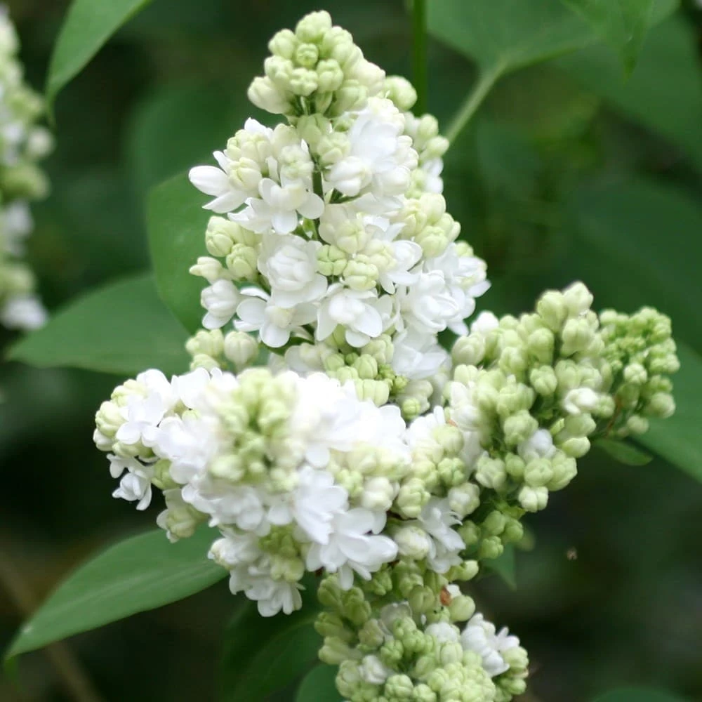 Syringa Vulgaris 'Madame Lemoine' - Image 3