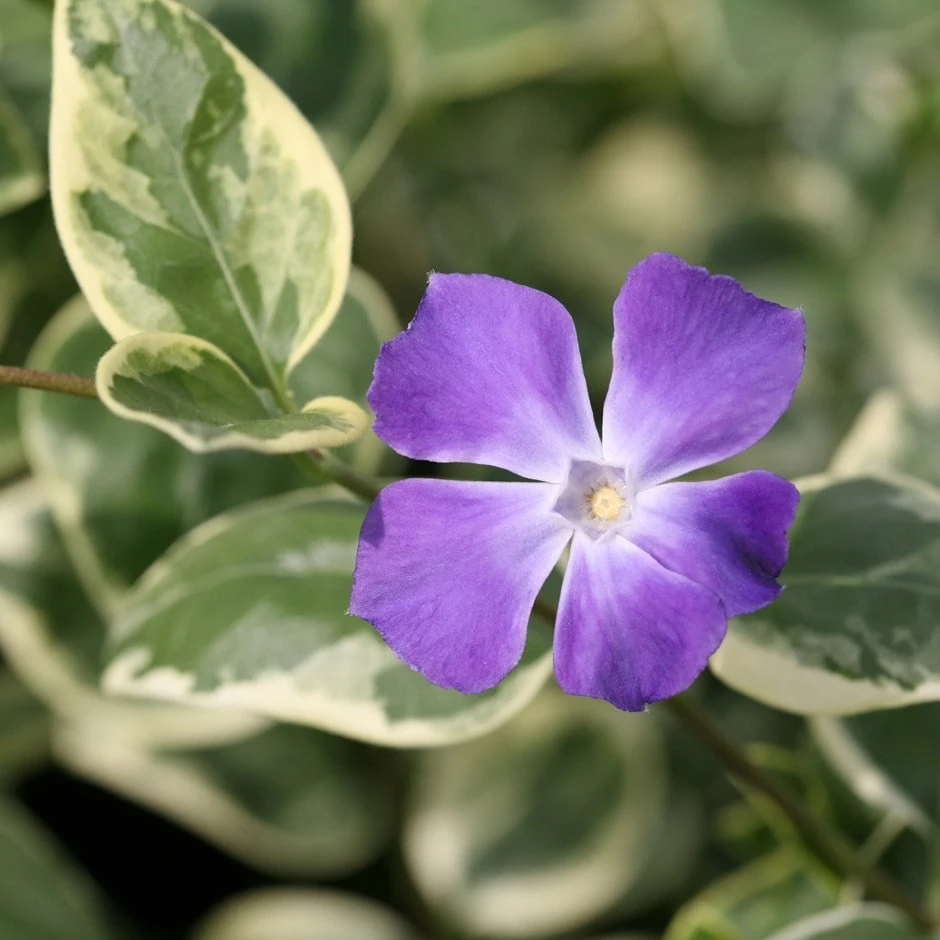 Vinca Major 'Variegata'