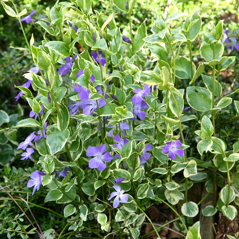 Vinca Major 'Variegata' - Image 2