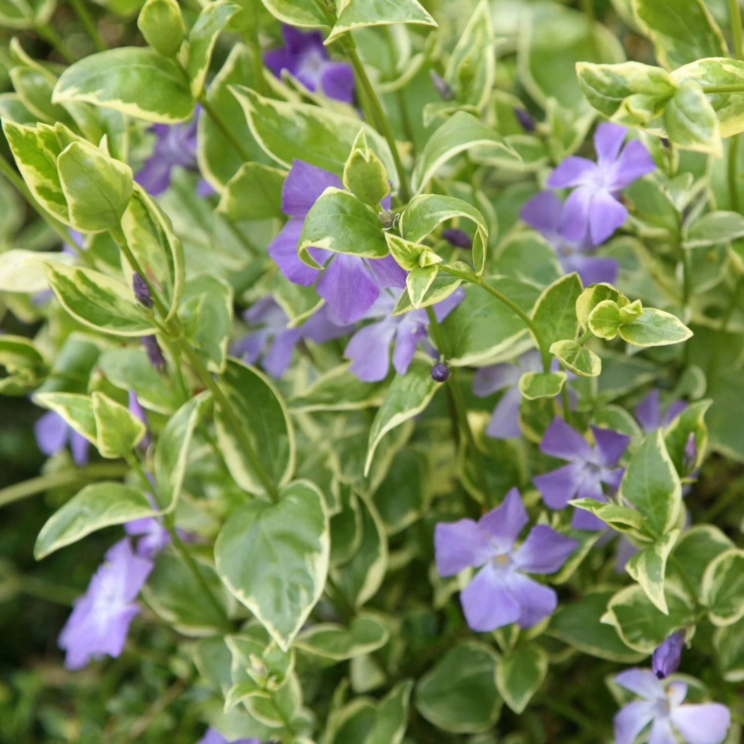 Vinca Major 'Variegata' - Image 3