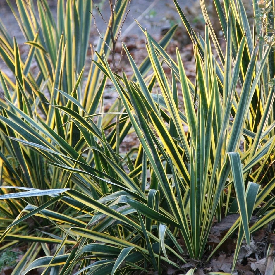 Yucca Filamentosa 'Bright Edge'