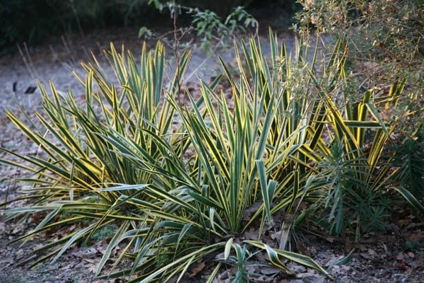 Yucca Filamentosa 'Bright Edge' - Image 2