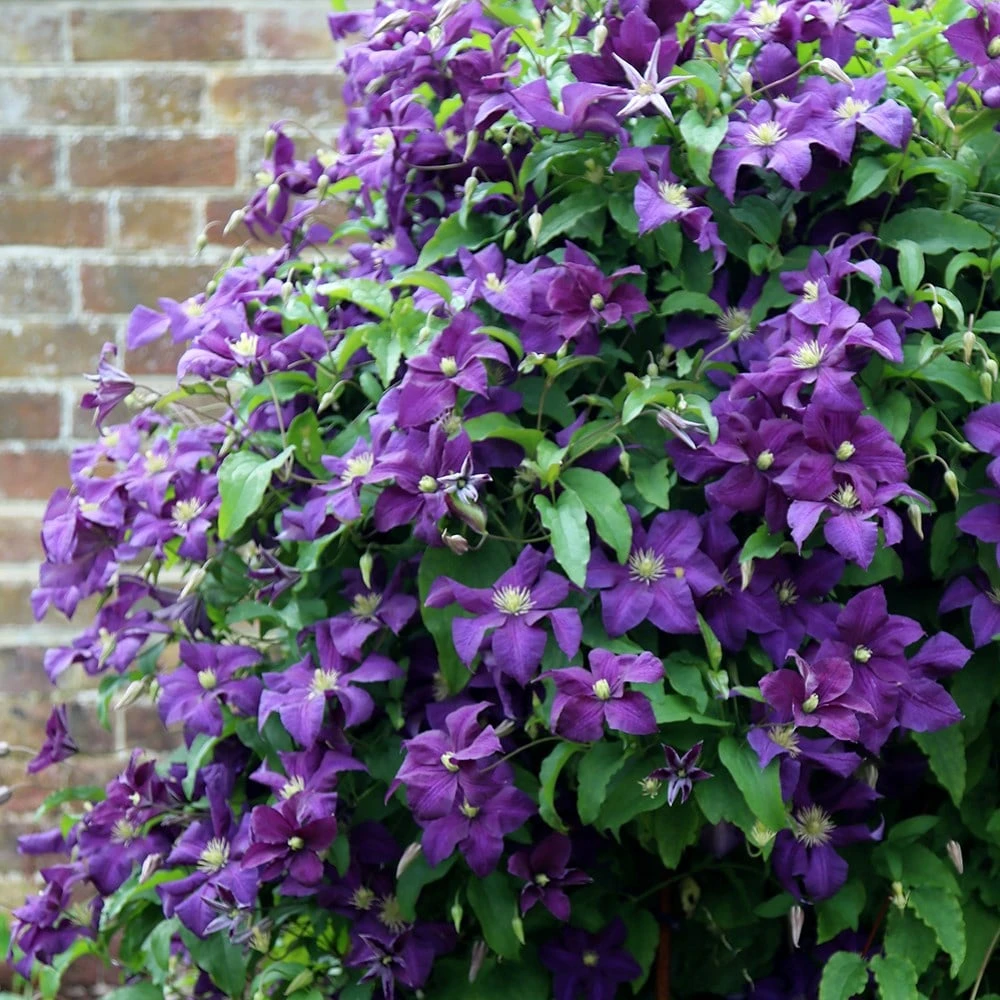 Clematis 'Polish Spirit' - Image 2