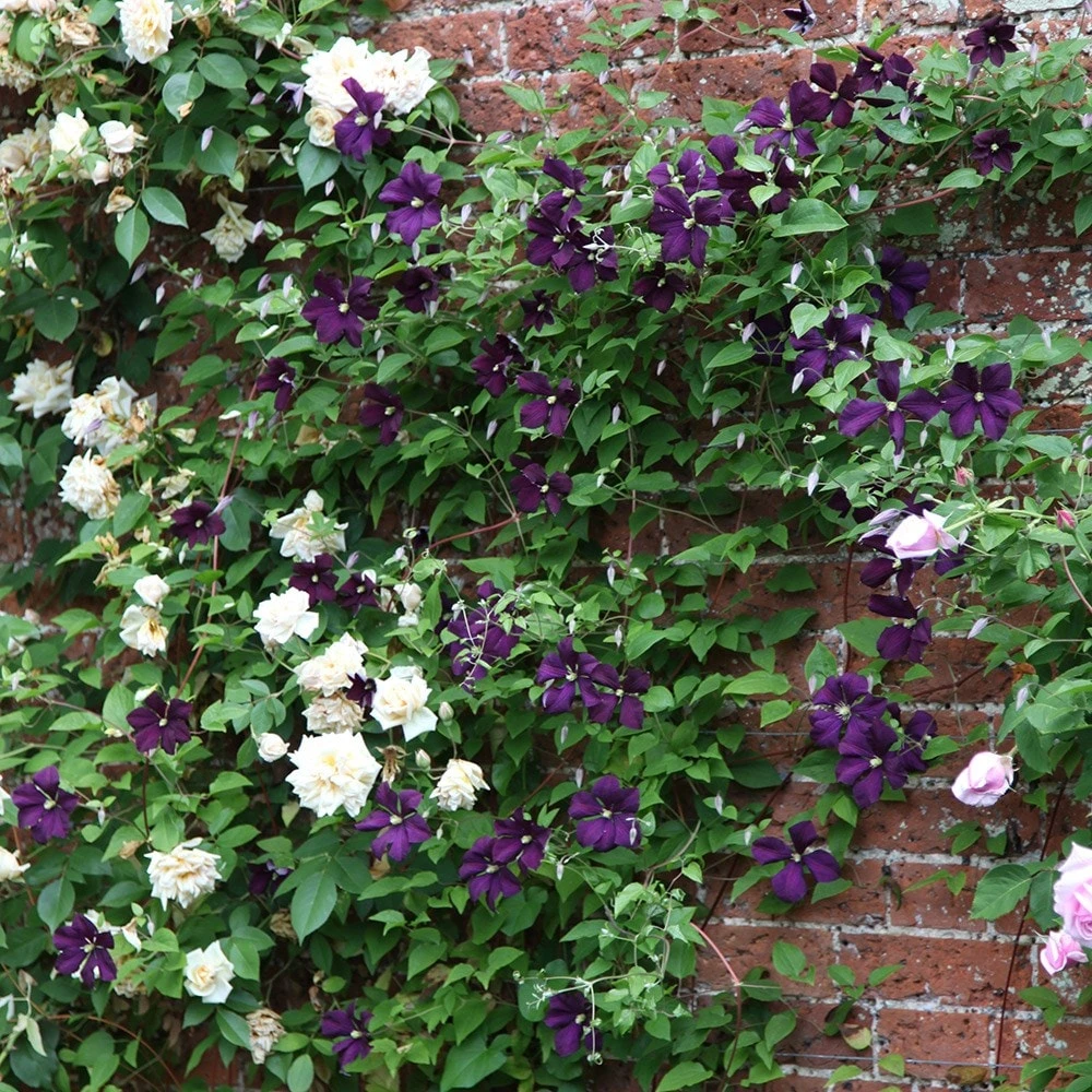 Clematis 'Polish Spirit' - Image 3