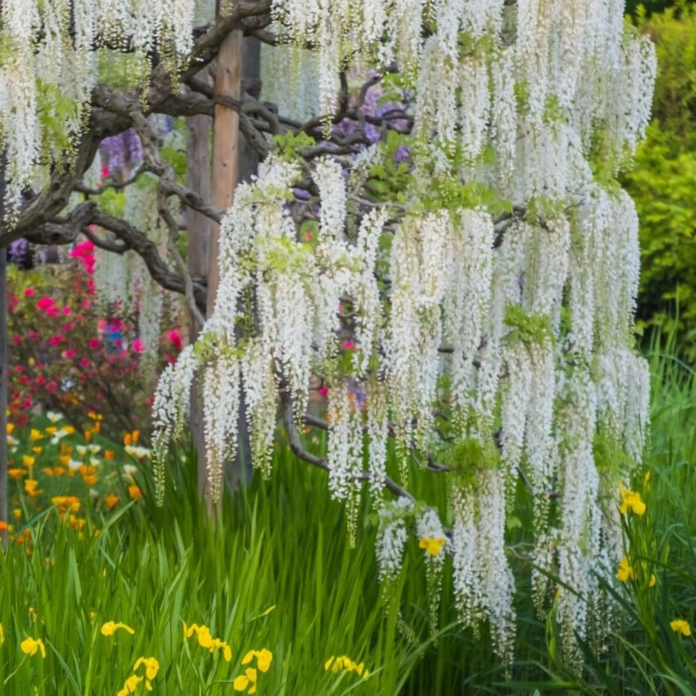 Wisteria Sinensis Var. Sinensis F. Alba - Image 2