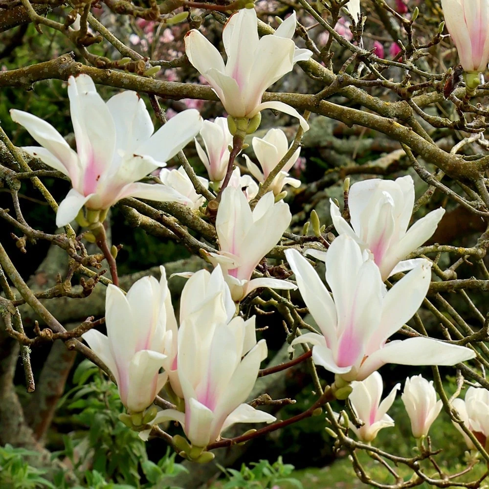 Magnolia × Soulangeana 'Alba Superba' - Image 2