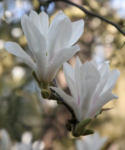 Magnolia × Soulangeana 'Alba Superba' - Image 3