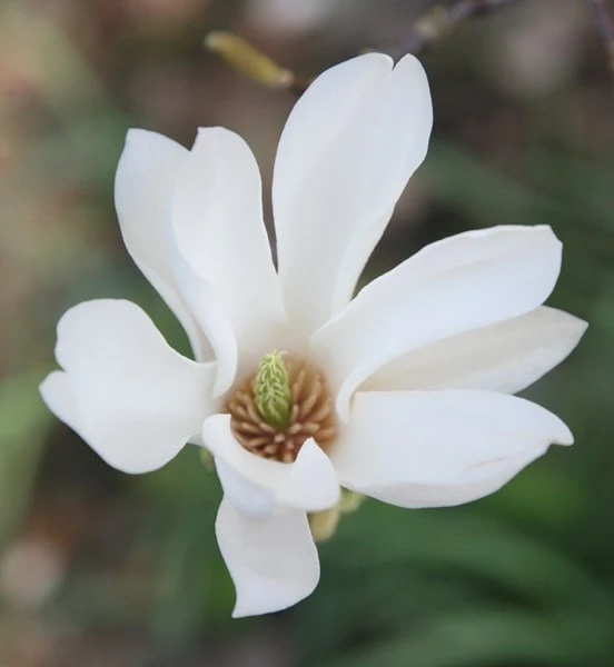 Magnolia × Soulangeana 'Alba Superba' - Image 4