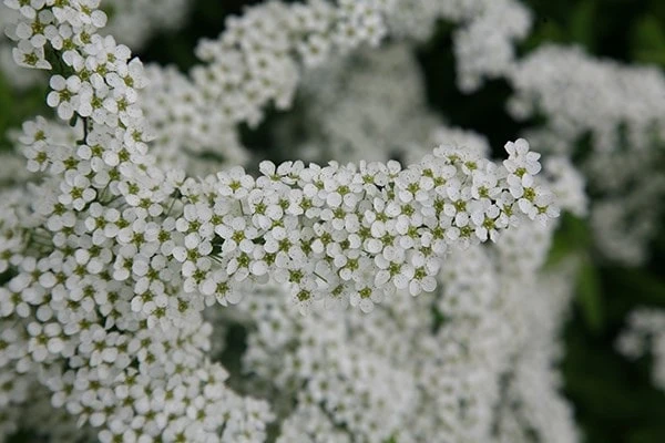 Spiraea 'Arguta' - Image 2