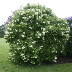 Syringa Vulgaris 'Primrose'
