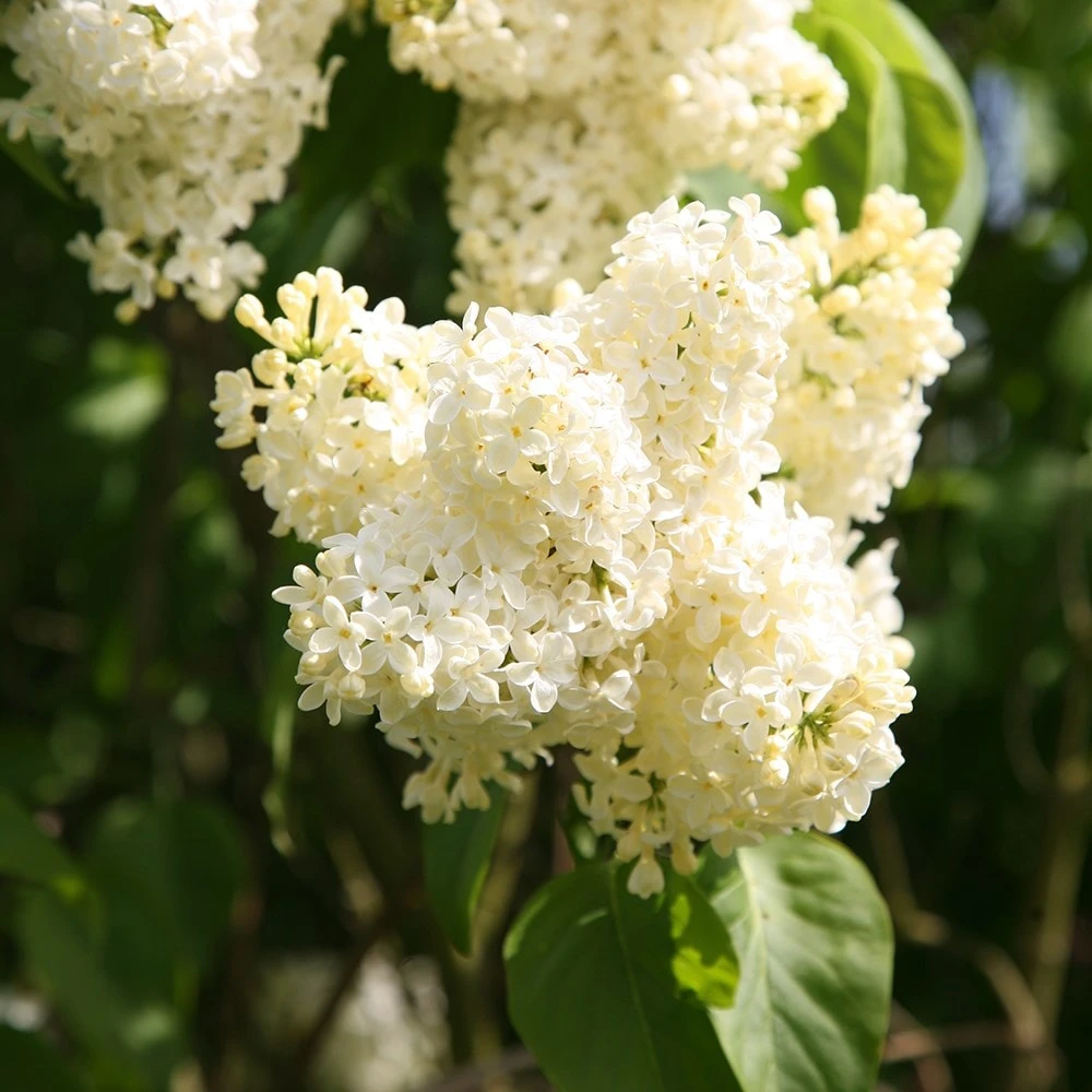 Syringa Vulgaris 'Primrose' - Image 2