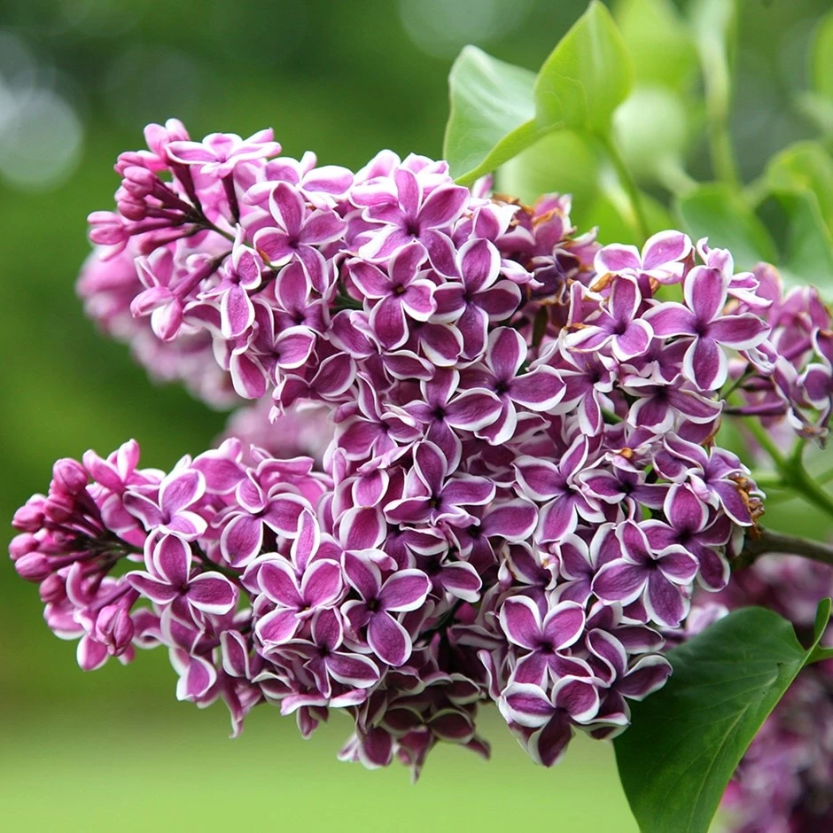 Syringa Vulgaris 'Sensation'