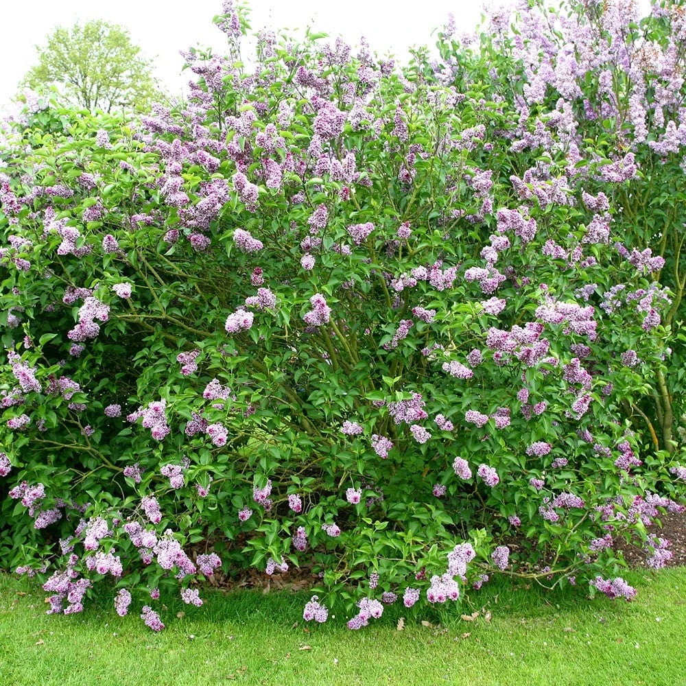 Syringa Vulgaris 'Sensation' - Image 2