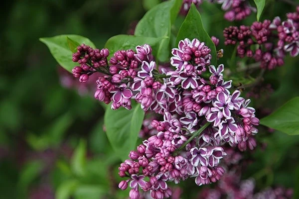 Syringa Vulgaris 'Sensation' - Image 3