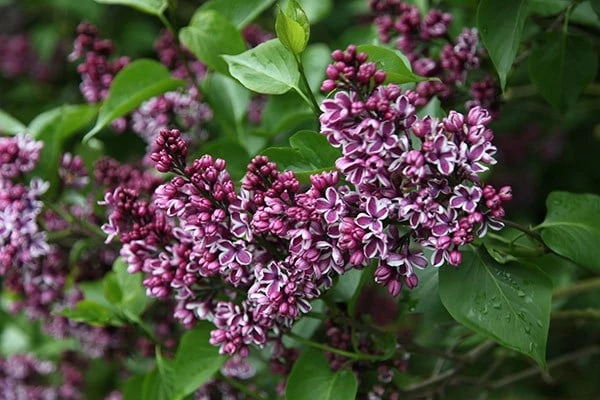 Syringa Vulgaris 'Sensation' - Image 4
