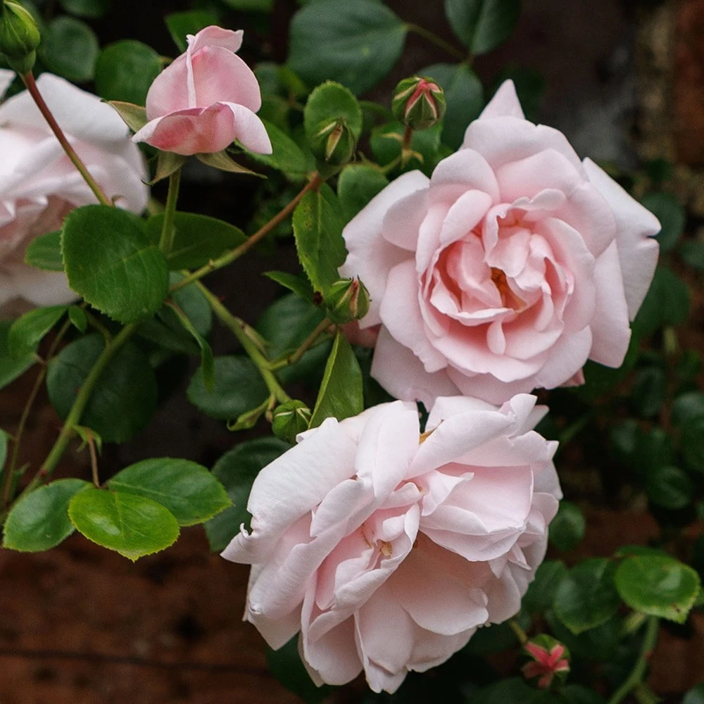 Rosa 'New Dawn' - Image 2