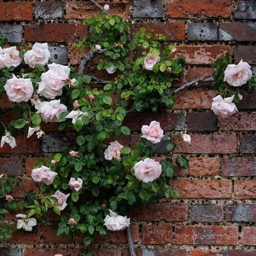 Rosa 'New Dawn' - Image 3