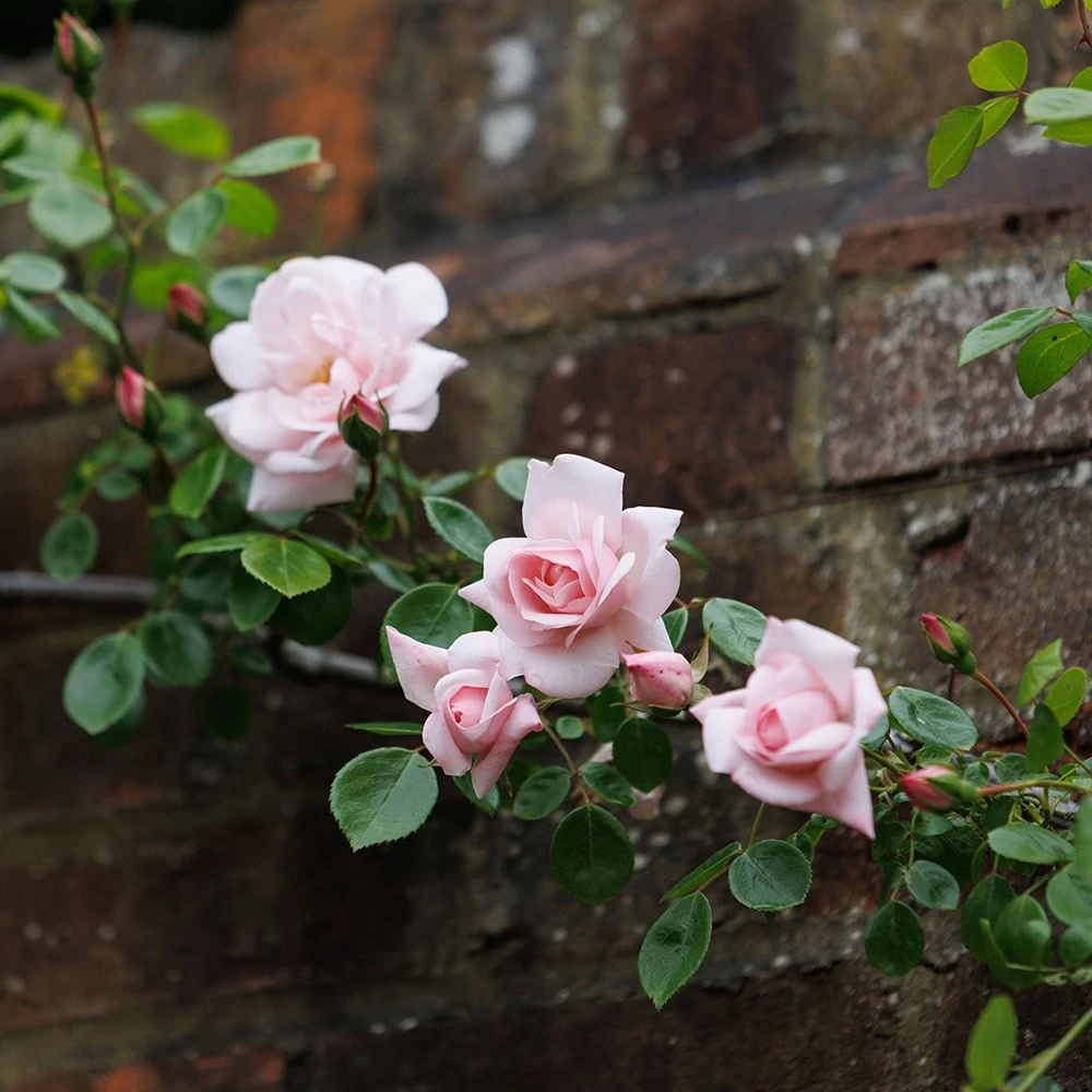 Rosa 'New Dawn' - Image 4