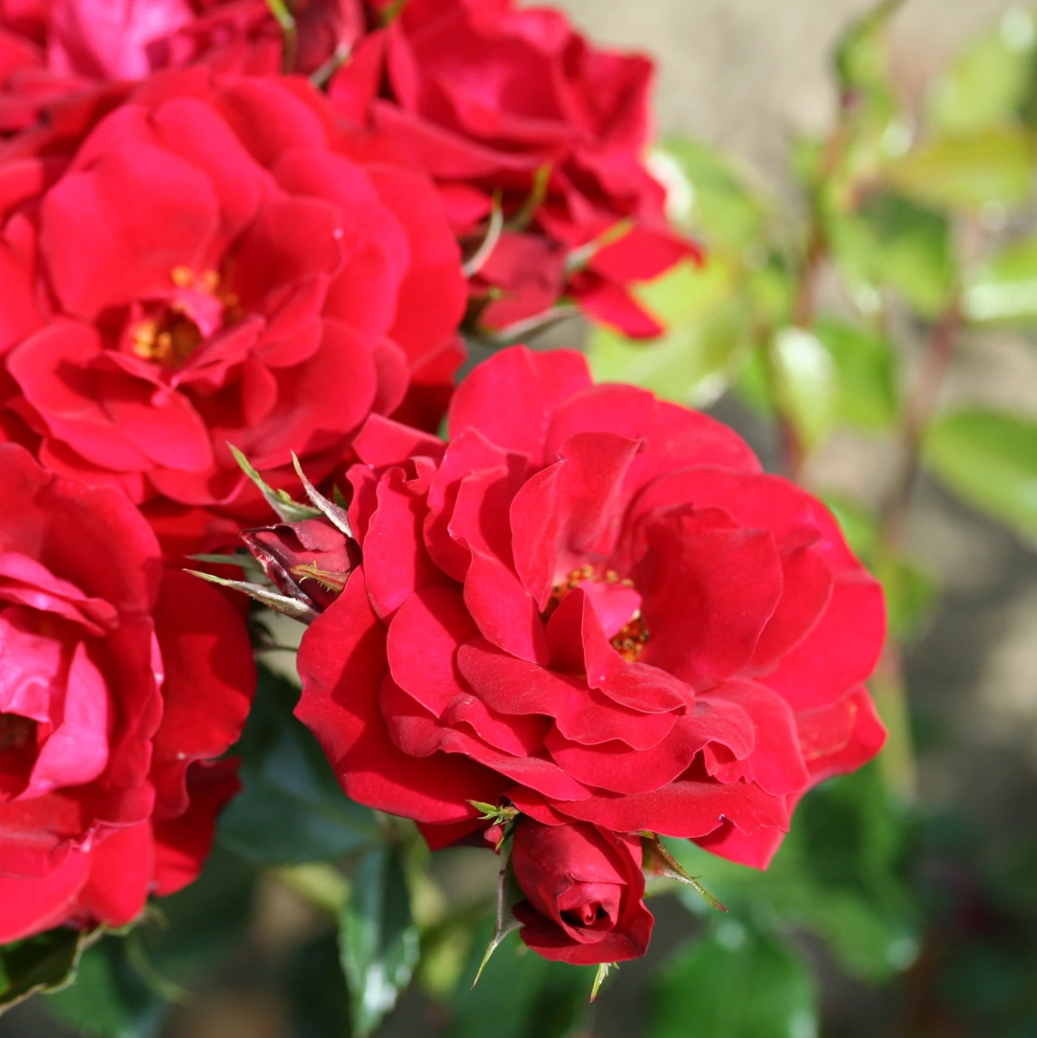 Rosa Ruby Anniversary ('Harbonny') (PBR) - Image 3