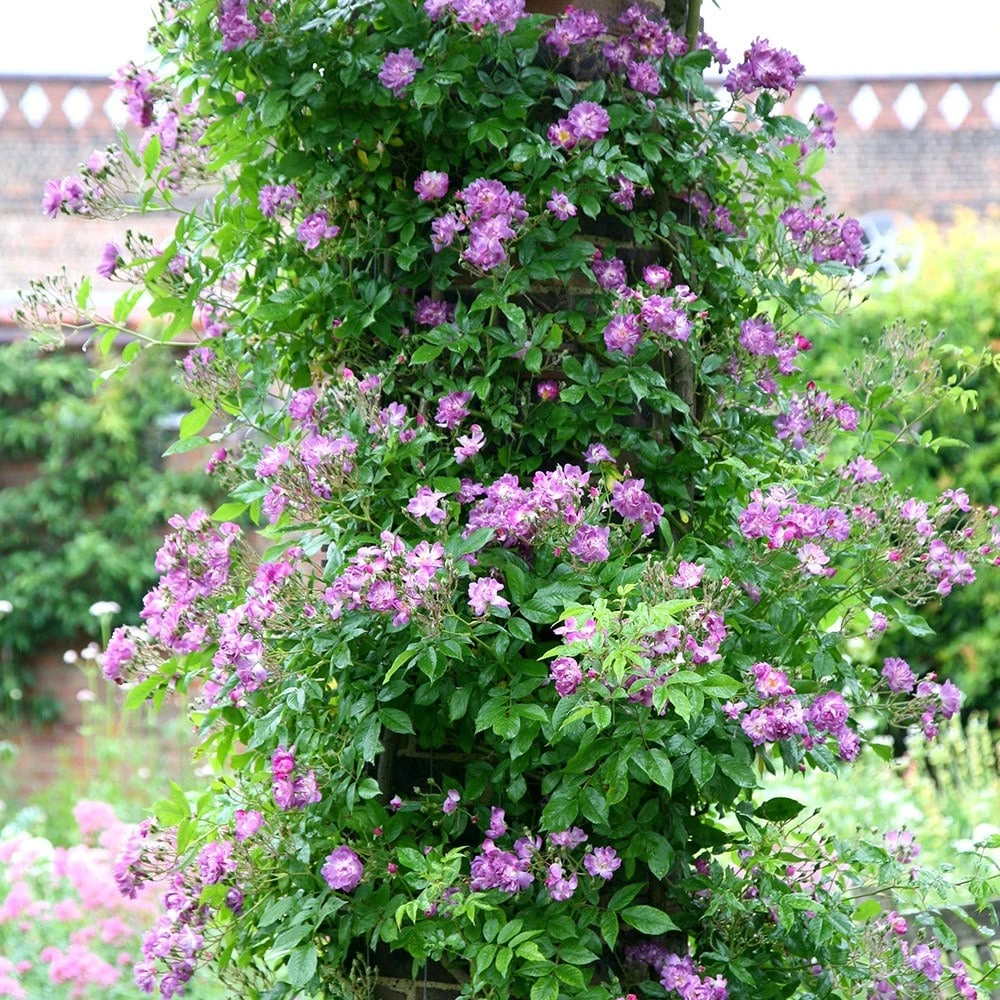 Rosa 'Veilchenblau' - Image 2