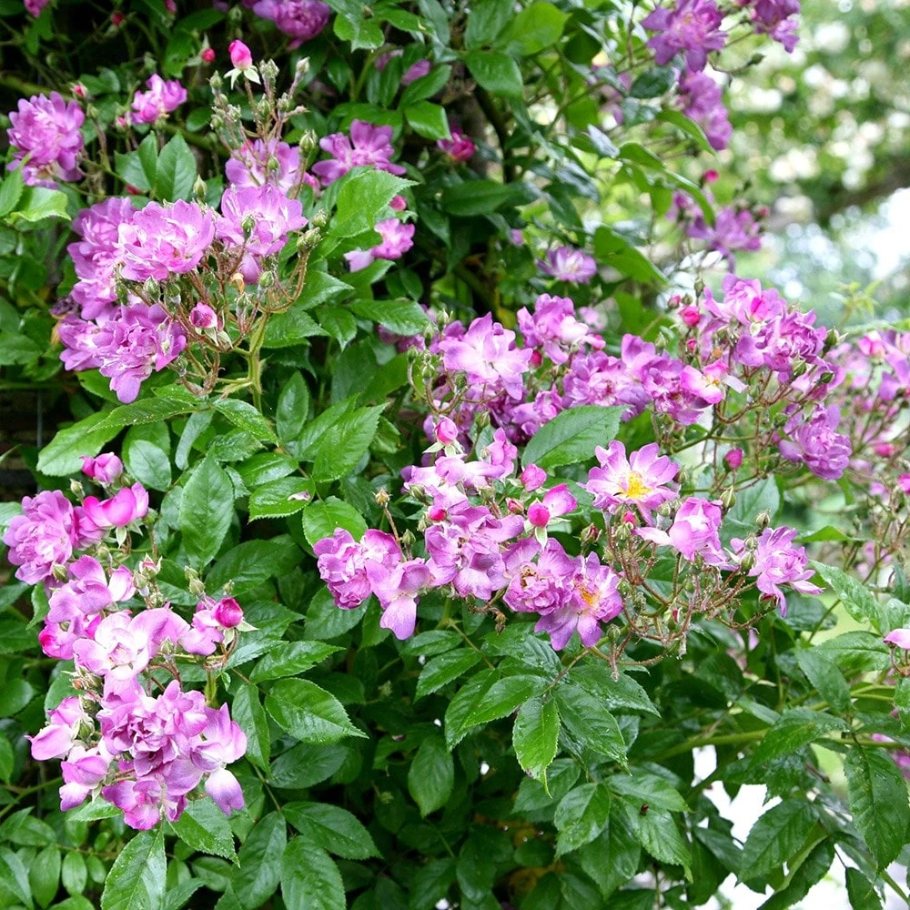 Rosa 'Veilchenblau' - Image 3