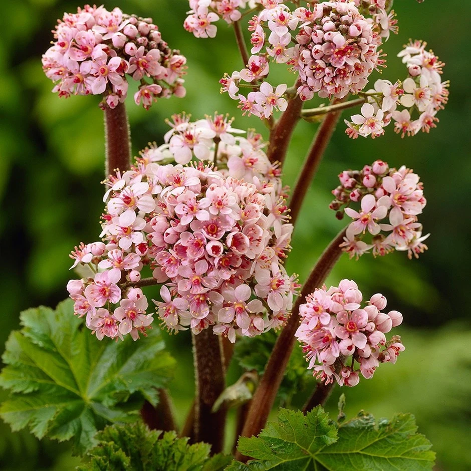 Darmera Peltata