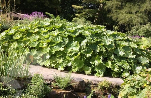 Darmera Peltata - Image 2