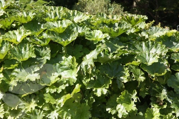 Darmera Peltata - Image 3