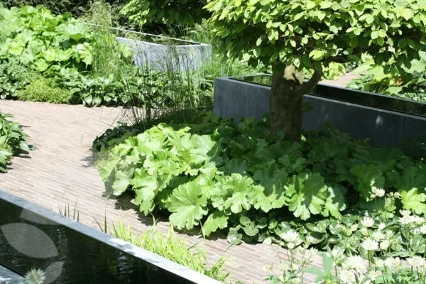 Darmera Peltata - Image 4