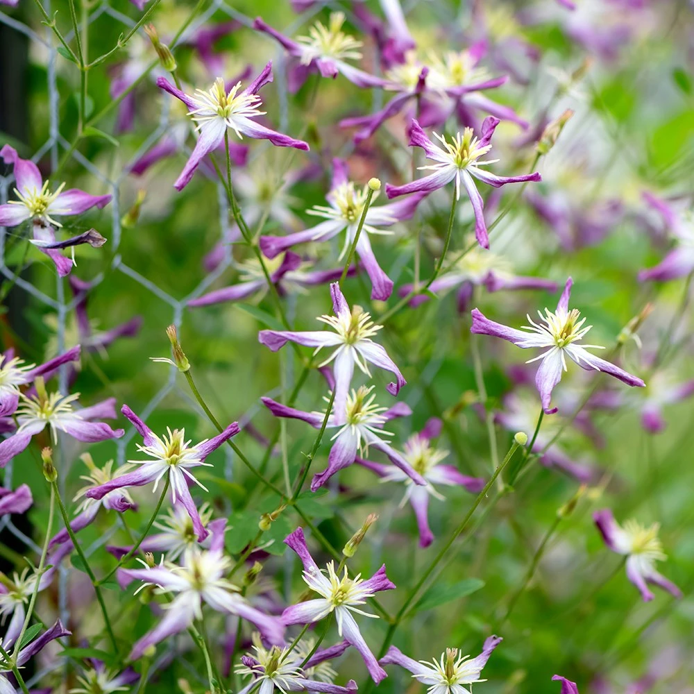 Clematis × Triternata 'Rubromarginata' - Image 2