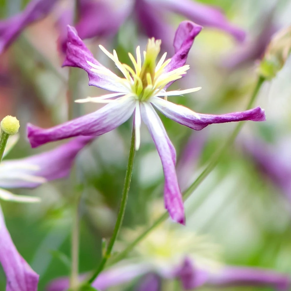 Clematis × Triternata 'Rubromarginata' - Image 3