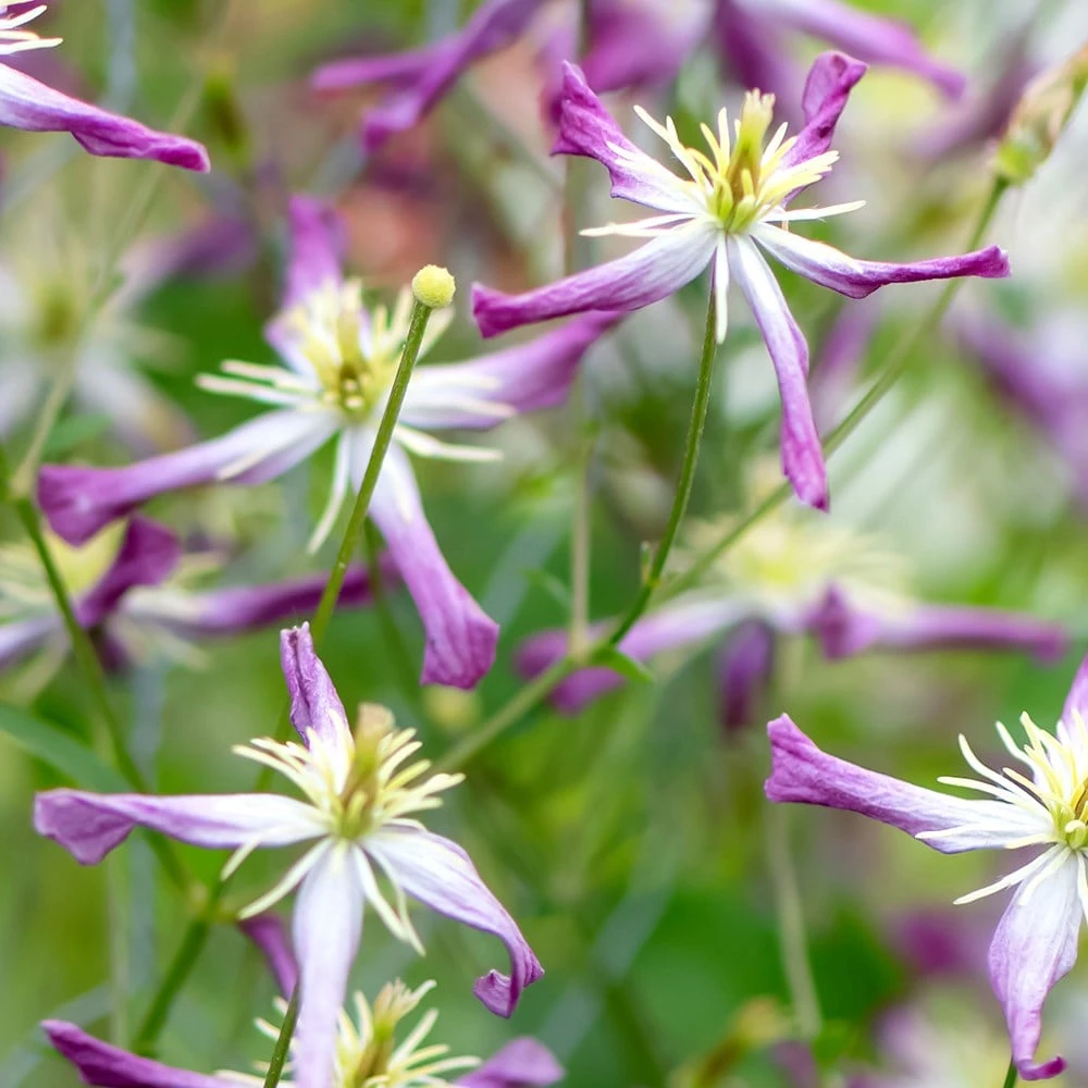 Clematis × Triternata 'Rubromarginata' - Image 4