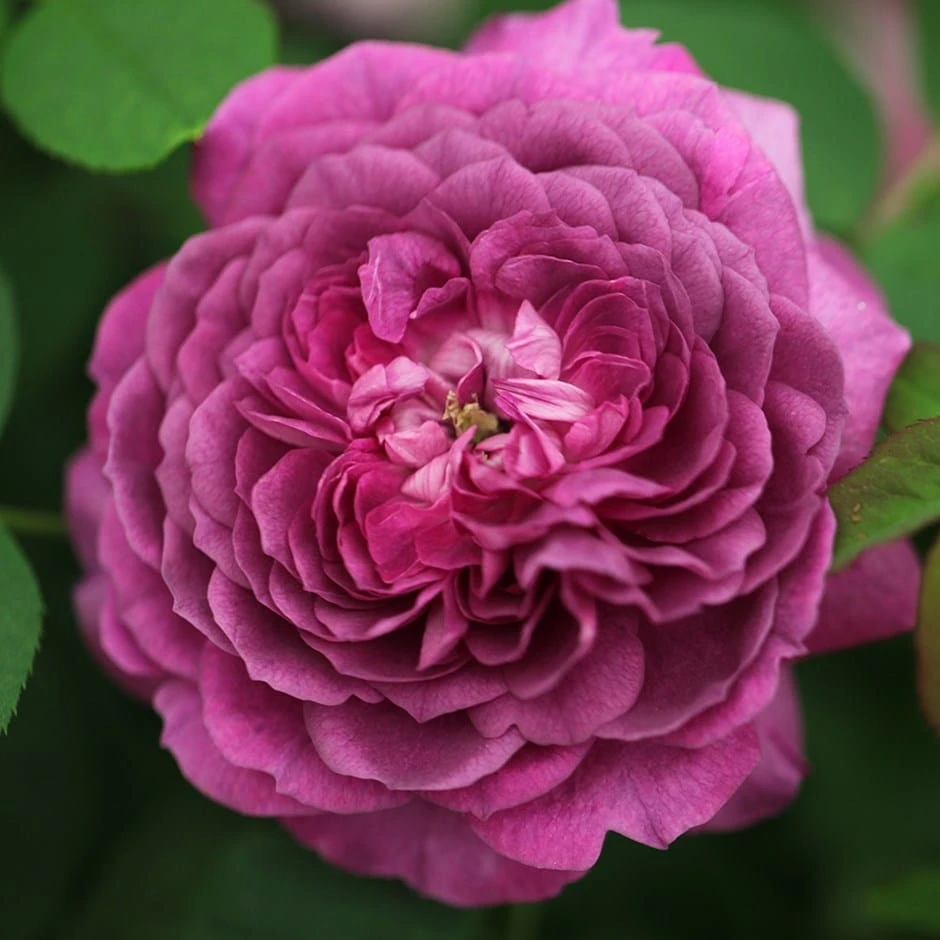 Rosa 'Reine Des Violettes'