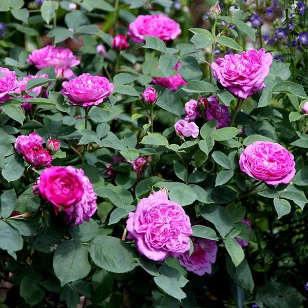 Rosa 'Reine Des Violettes' - Image 3