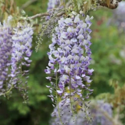 Wisteria Floribunda 'Domino'