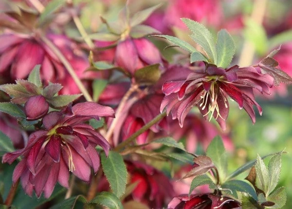Helleborus × Hybridus Harvington Double Red - Image 2