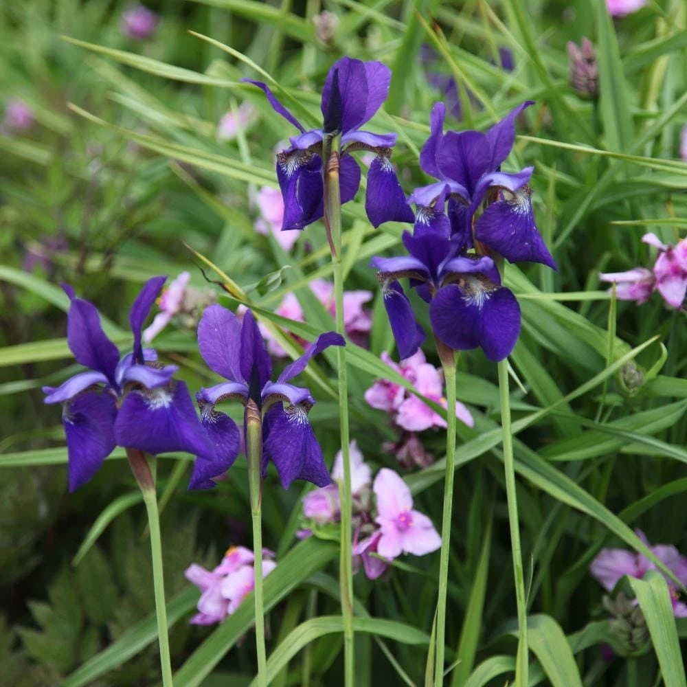 Iris 'Caesar's Brother' - Image 3