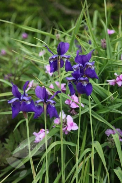 Iris 'Caesar's Brother' - Image 4