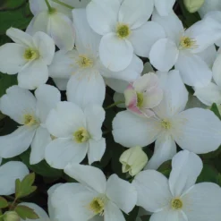 Clematis 'Miss Christine'