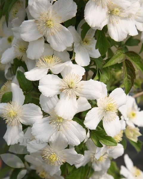 Clematis 'Miss Christine' - Image 2