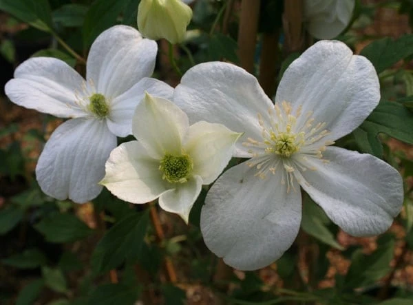 Clematis 'Miss Christine' - Image 3