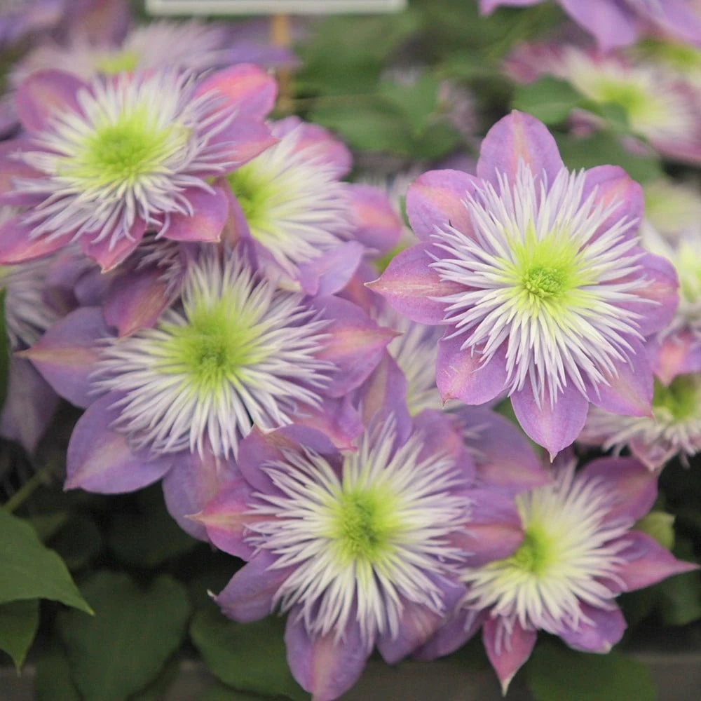 Clematis Crystal Fountain ('Evipo038') (PBR) - Image 2