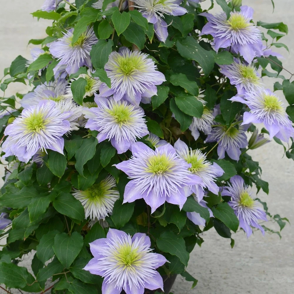 Clematis Crystal Fountain ('Evipo038') (PBR) - Image 3