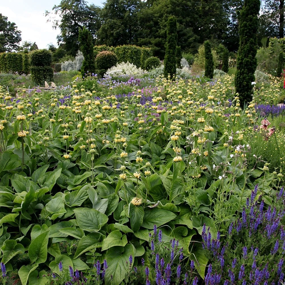 Phlomis Russeliana - Image 2