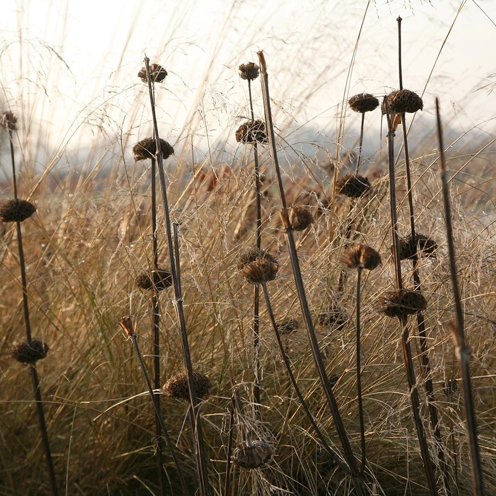 Phlomis Russeliana - Image 3