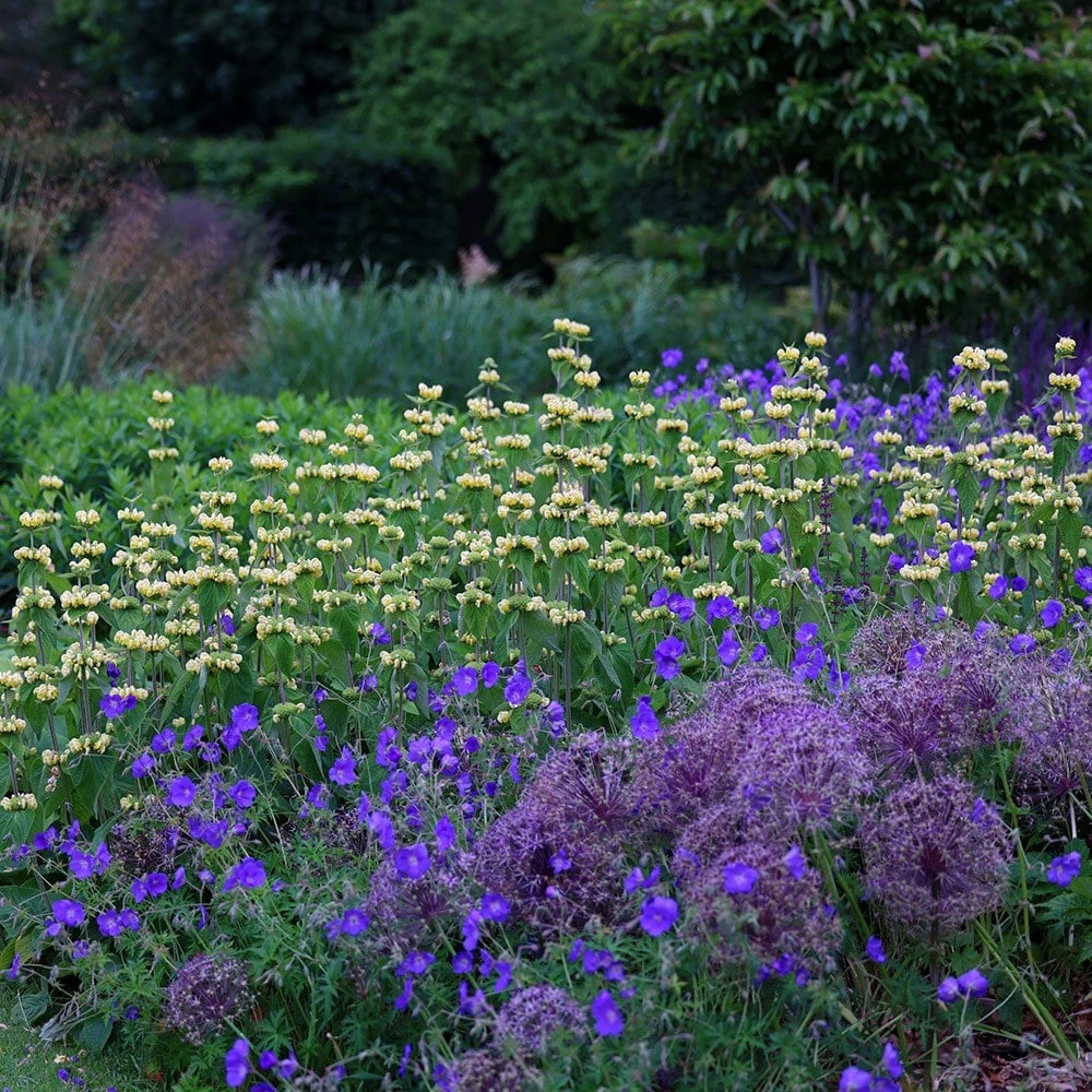Phlomis Russeliana - Image 4